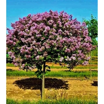 BEZ MAYERA PALIBIN szczepiony na pniu - sadzonki 150 / 160 cm